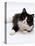 Domestic Cat, 6-Month, Black-And-White Semi-Longhaired Female Cat Lying on Floor-Jane Burton-Premier Image Canvas