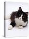 Domestic Cat, 6-Month, Black-And-White Semi-Longhaired Female Cat Lying on Floor-Jane Burton-Premier Image Canvas