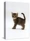 Domestic Cat, 6-Week Tabby Chinchilla Crossed with British Shorthair Kitten-Jane Burton-Premier Image Canvas