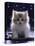 Domestic Cat, 7-Week Fluffy Silver and White Kitten-Jane Burton-Premier Image Canvas