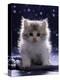 Domestic Cat, 7-Week Fluffy Silver and White Kitten-Jane Burton-Premier Image Canvas