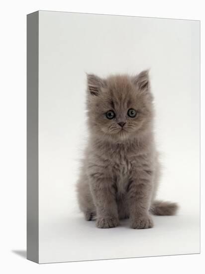 Domestic Cat, 7-Week, Male Blue Longhair Persian Kittens-Jane Burton-Premier Image Canvas