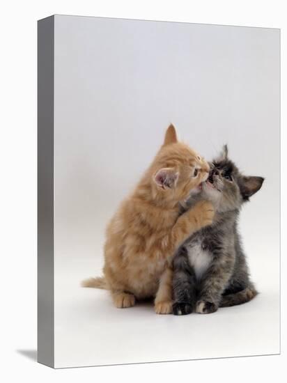 Domestic Cat, 8-Week Ginger Kitten Biting Tortoiseshell on the Mouth-Jane Burton-Premier Image Canvas