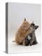 Domestic Cat, 8-Week Ginger Kitten Biting Tortoiseshell on the Mouth-Jane Burton-Premier Image Canvas