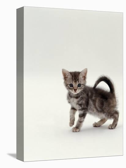 Domestic Cat, 8-Week, Silver Tortoiseshell Kitten-Jane Burton-Premier Image Canvas