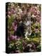 Domestic Cat, 8-Week, Tabby Among Red Campion and Hedge Parsley-Jane Burton-Premier Image Canvas