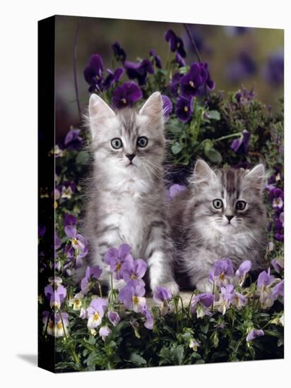Domestic Cat, 8-Week, Two Fluffy Silver Tabby Kittens Amongst Winter-Flowering Pansies-Jane Burton-Premier Image Canvas