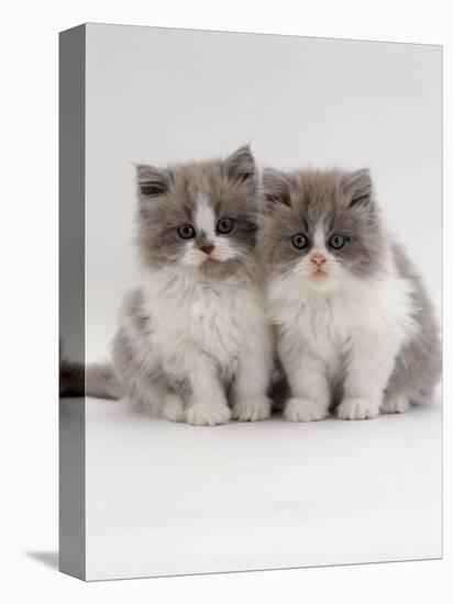 Domestic Cat, 9-Week, Blue Bicolour Persian Kittens-Jane Burton-Premier Image Canvas