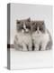 Domestic Cat, 9-Week, Blue Bicolour Persian Kittens-Jane Burton-Premier Image Canvas