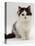 Domestic Cat, 9-Week, Fluffy Kitten Portrait-Jane Burton-Premier Image Canvas