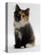 Domestic Cat, 9-Week Non-Pedigree Longhair Tortoiseshell-And-White Kitten-Jane Burton-Premier Image Canvas