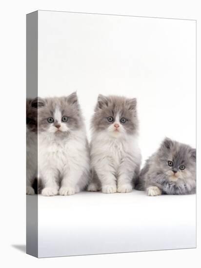 Domestic Cat, 9-Week, Persian-Cross, Lilac Bicolour and Blue Cream Kittens-Jane Burton-Premier Image Canvas