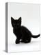 Domestic Cat, 9-Weeks, Black Shorthair Kitten-Jane Burton-Premier Image Canvas