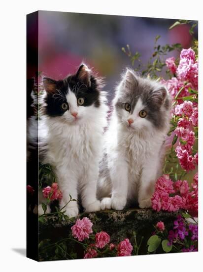 Domestic Cat, Black and Blue Bicolour Persian-Cross Kittens Among Pink Climbing Roses-Jane Burton-Premier Image Canvas