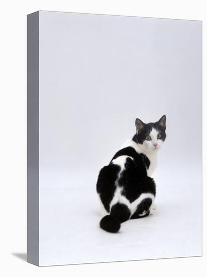 Domestic Cat, Black-And-White Female Rear View Looking Back-Jane Burton-Premier Image Canvas