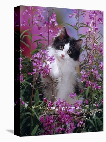 Domestic Cat, Black Bicolour Persian-Cross Kitten Among Rosebay Willowherb-Jane Burton-Premier Image Canvas