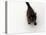 Domestic Cat, Black Fluffy Kitten Looking Up, Viewed from Above-Jane Burton-Premier Image Canvas
