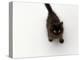 Domestic Cat, Black Fluffy Kitten Looking Up, Viewed from Above-Jane Burton-Premier Image Canvas