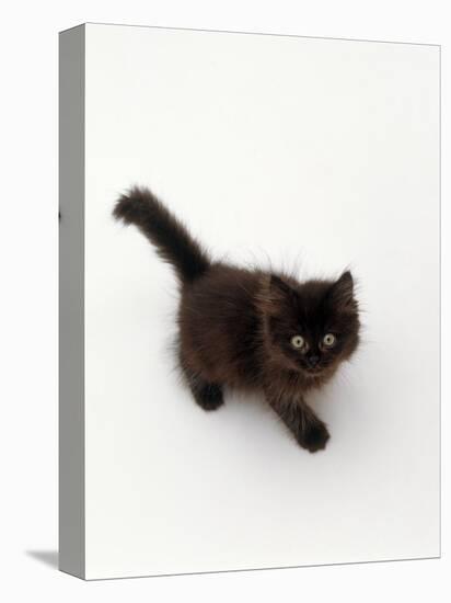 Domestic Cat, Black Fluffy Kitten Looking Up, Viewed from Above-Jane Burton-Premier Image Canvas