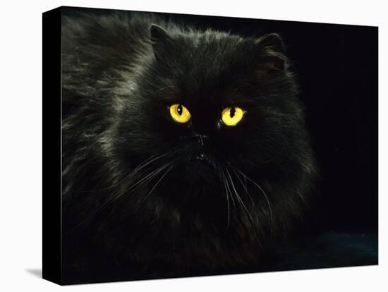 Domestic Cat, Black Persian Female at Night, Yellow Eyes Shining-Jane Burton-Premier Image Canvas