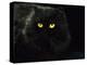 Domestic Cat, Black Persian Female at Night, Yellow Eyes Shining-Jane Burton-Premier Image Canvas