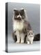 Domestic Cat, Blue Bicolour Persian Male with His 7-Week Lilac Bicolour Kitten-Jane Burton-Premier Image Canvas