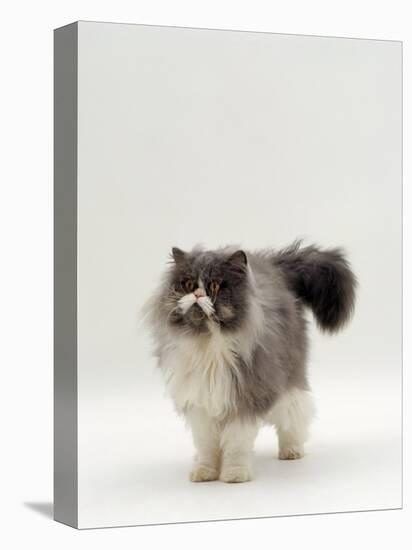 Domestic Cat, Blue Bicolour Persian Male-Jane Burton-Premier Image Canvas