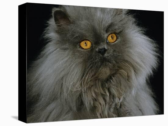 Domestic Cat, Blue Persian Longhair-Jane Burton-Premier Image Canvas