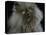 Domestic Cat, Blue Persian Longhair-Jane Burton-Premier Image Canvas