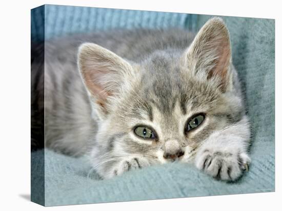 Domestic Cat, Blue Tabby Kitten-Jane Burton-Premier Image Canvas