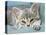 Domestic Cat, Blue Tabby Kitten-Jane Burton-Premier Image Canvas