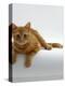 Domestic Cat, British Shorthair Red Tabby Female-Jane Burton-Premier Image Canvas