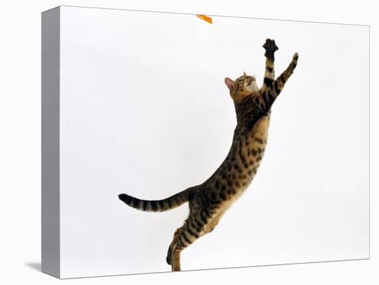 Domestic Cat, Brown Spotted Bengal Female Leaping for Toy-Jane Burton-Premier Image Canvas