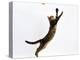 Domestic Cat, Brown Spotted Bengal Female Leaping for Toy-Jane Burton-Premier Image Canvas