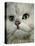 Domestic Cat, Chinchilla Persian Close up of Face-Jane Burton-Premier Image Canvas