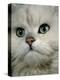 Domestic Cat, Chinchilla Persian Close up of Face-Jane Burton-Premier Image Canvas