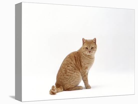 Domestic Cat, Cream British Shorthair Male Sitting-Jane Burton-Premier Image Canvas