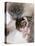 Domestic Cat, Cross Bred Tabby Kitten with Siamese Mother-Jane Burton-Premier Image Canvas