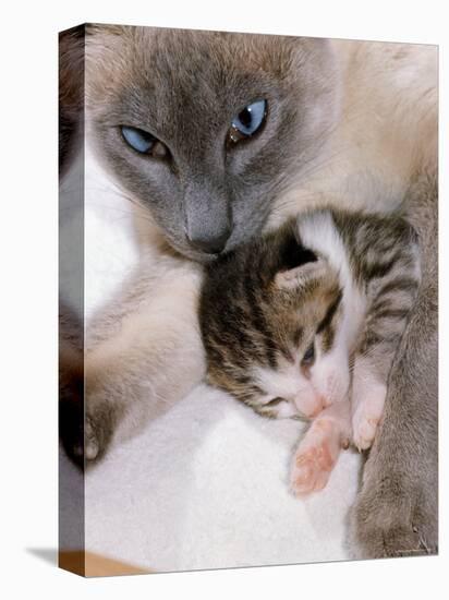 Domestic Cat, Cross Bred Tabby Kitten with Siamese Mother-Jane Burton-Premier Image Canvas