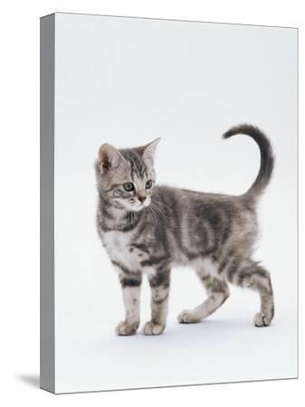 12 week old kitten 2025