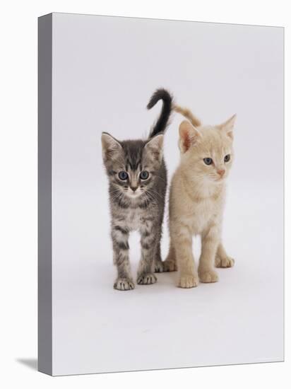 Domestic Cat (Felis Catus) 8-Week-Old Kittens-Jane Burton-Premier Image Canvas