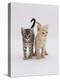 Domestic Cat (Felis Catus) 8-Week-Old Kittens-Jane Burton-Premier Image Canvas