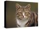 Domestic Cat (Felis Catus), Wester Ross, Scotland-Niall Benvie-Premier Image Canvas