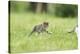 domestic cat, Felis silvestris catus, young animal, meadow, sidewise, run-David & Micha Sheldon-Stretched Canvas