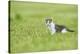 domestic cat, Felis silvestris catus, young animal, meadow, sidewise, stand-David & Micha Sheldon-Stretched Canvas