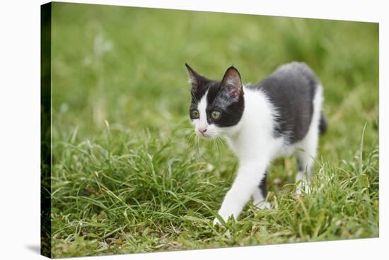 domestic cat, Felis silvestris catus, young animal, meadow, sidewise, stand-David & Micha Sheldon-Stretched Canvas