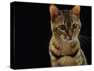 Unframed Canvas Image