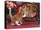 Domestic Cat, Ginger and White Kitten Looking at Reflection in Mirror-Jane Burton-Premier Image Canvas