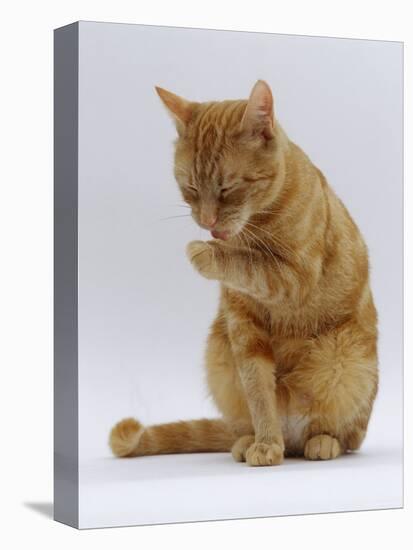 Domestic Cat, Ginger Tabby Female Sitting Licking Front Paw-Jane Burton-Premier Image Canvas