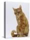 Domestic Cat, Ginger Tabby Female Sitting Licking Front Paw-Jane Burton-Premier Image Canvas